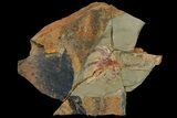2.6" Soft-Bodied Marrellomorph (Furca) Fossil - Positive & Negative - #179393-2